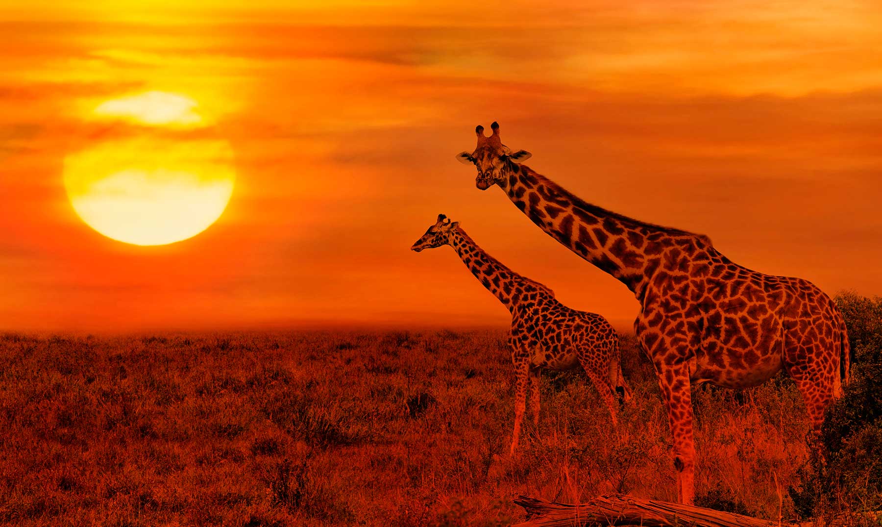 SAFARI AFRICA